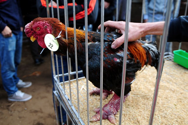 Độc đáo cuộc thi sắc đẹp của những chú "gà chân voi" - 10