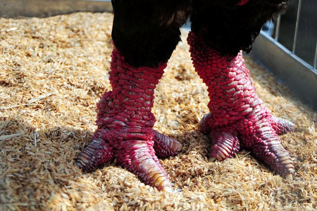 Độc đáo cuộc thi sắc đẹp của những chú "gà chân voi" - 11