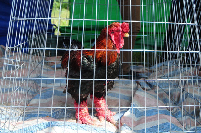 Độc đáo cuộc thi sắc đẹp của những chú "gà chân voi" - 13