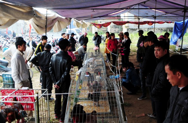 Độc đáo cuộc thi sắc đẹp của những chú "gà chân voi" - 2