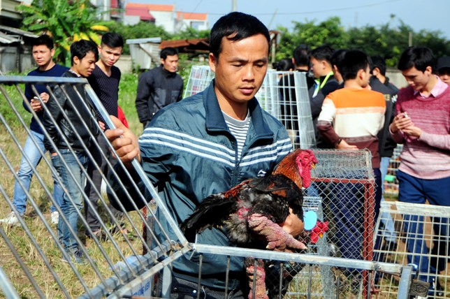 Độc đáo cuộc thi sắc đẹp của những chú "gà chân voi" - 3