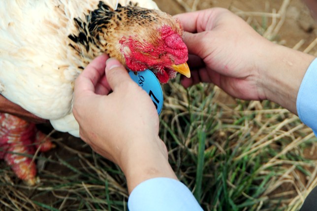 Độc đáo cuộc thi sắc đẹp của những chú "gà chân voi" - 4