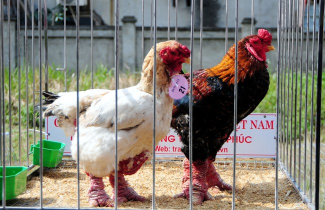 Độc đáo cuộc thi sắc đẹp của những chú "gà chân voi" - 5