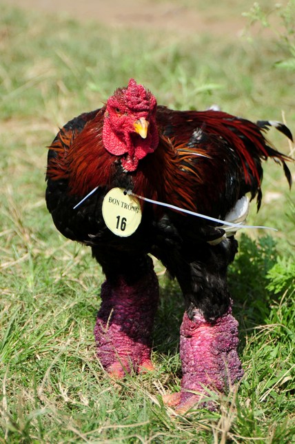 Độc đáo cuộc thi sắc đẹp của những chú "gà chân voi" - 6