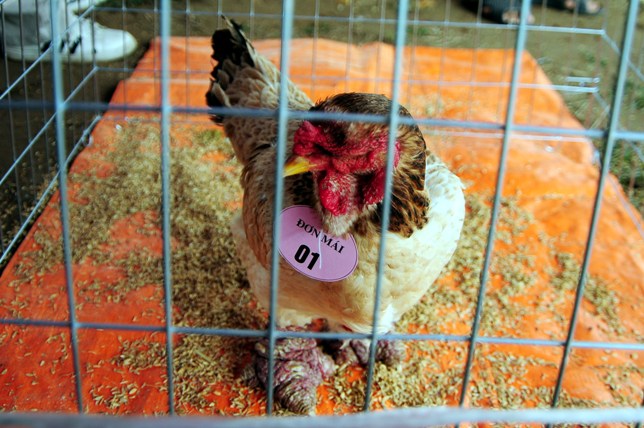 Độc đáo cuộc thi sắc đẹp của những chú "gà chân voi" - 7