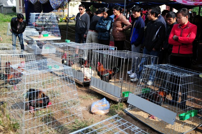 Độc đáo cuộc thi sắc đẹp của những chú "gà chân voi" - 9