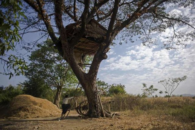 Độc đáo ngôi làng trên cây ở Myanmar - 1