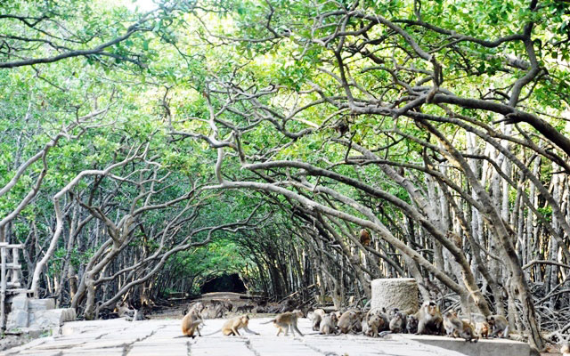 Đặt chân đến “vương quốc khỉ” trên ốc đảo xanh ở Sài Gòn - 1