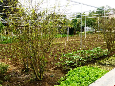 Cảm phục sư cô cưu mang 70 trẻ mồ côi - 5