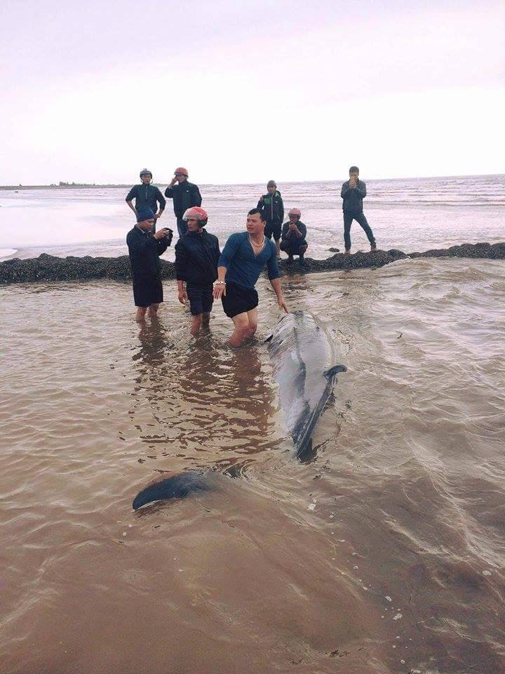 Cá voi sống nặng gần 3 tấn dạt vào bãi biển Nam Định - 1