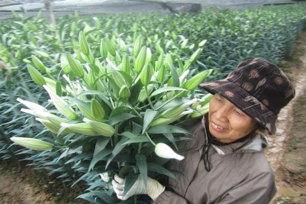 Vỡ nợ vì hoa - 2