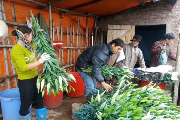 Vỡ nợ vì hoa - 3