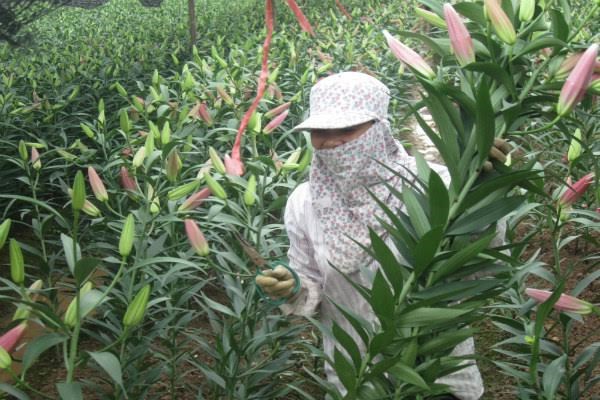 Vỡ nợ vì hoa - 1