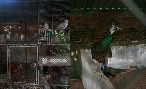 Những điểm giống nhau bất ngờ của Quang Tèo, Giang Còi - 10