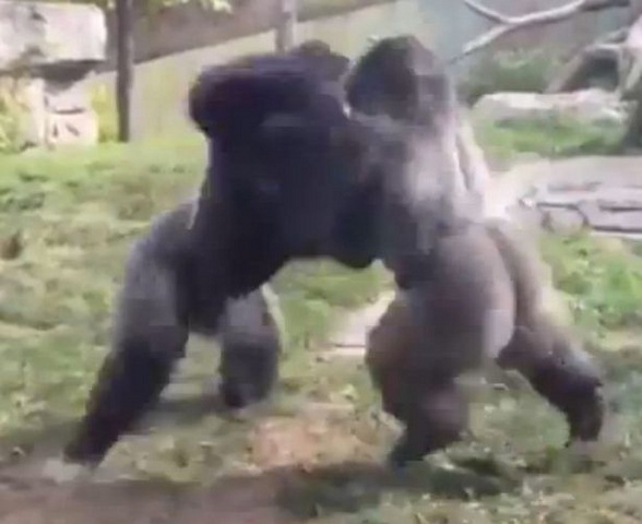 Video: Hai chú khỉ đột đấm nhau như quyền anh &#34;nhà nghề&#34; - 1