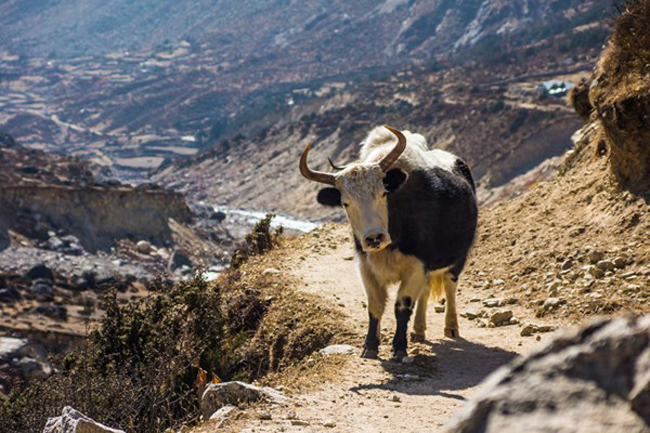 &nbsp;Hoàng Giang chia sẻ rằng : Hãy tới Nepal một lần và tôi chắc rằng nó sẽ thay đổi cuộc sống của bạn mãi mãi.&nbsp;
