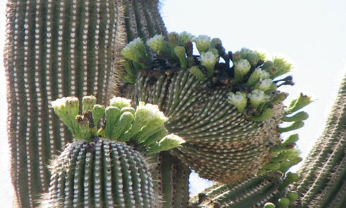 Đã mắt ngắm những "gã khổng lồ" giữa sa mạc Sonoran - 9