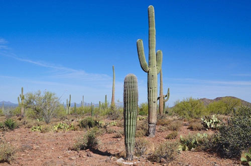 Đã mắt ngắm những "gã khổng lồ" giữa sa mạc Sonoran - 2