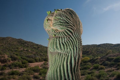 Sa mạc Sonoran là một điểm du lịch hấp dẫn cho những người yêu thiên nhiên. Với khung cảnh hoang sơ và các loài cây khác nhau, đặc biệt là cây xương rồng, sa mạc Sonoran sẽ mang đến cho bạn trải nghiệm khó quên. Hãy xem hình ảnh liên quan và khám phá tuyệt đẹp của Sa mạc Sonoran ngay hôm nay! Translation: The Sonoran Desert is an intriguing tourist destination for nature lovers. With its rugged landscape and diverse variety of cacti, especially the cactus, the Sonoran Desert promises an unforgettable experience. Check out the related photos and explore the beauty of the Sonoran Desert today!