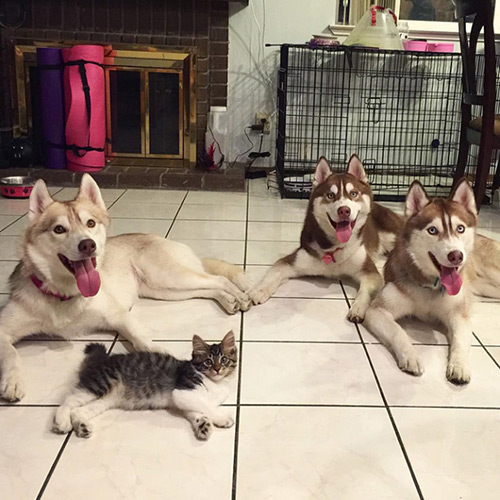 Cảm động tình bạn giữa mèo và 3 chú chó Husky - 2