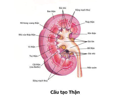 Những trường hợp có thể dùng thuốc uống tan sỏi thận - 1