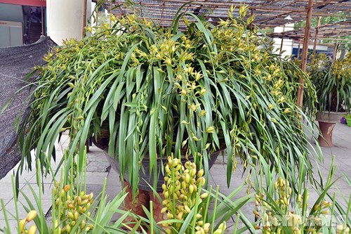 Chợ phiên vùng cao Tây Bắc giữa lòng Hà Nội - 9