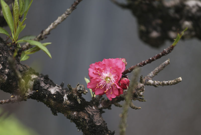 Sửng sốt loại đào "ở lô cốt, nằm điều hòa" trên đất Hà thành - 12