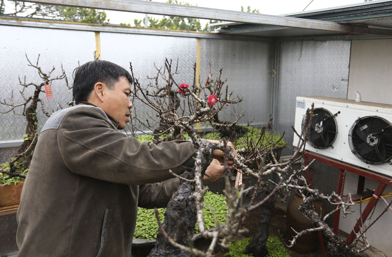 Sửng sốt loại đào "ở lô cốt, nằm điều hòa" trên đất Hà thành - 4