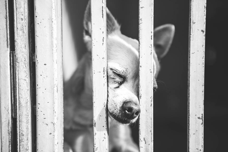 Chú chó chắp tay cầu khẩn được nhận nuôi - 3