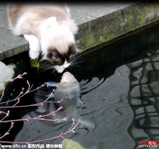 TQ: Mèo ngày ngày hôn cá suốt 3 năm liên tục - 1
