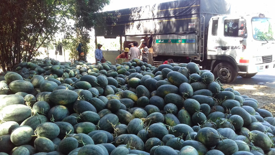 Chưa Tết đã khóc ròng vì giá dưa hấu rẻ mạt - 2