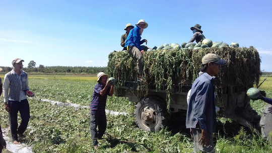 Chưa Tết đã khóc ròng vì giá dưa hấu rẻ mạt - 4