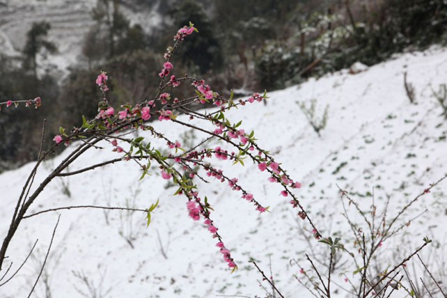 Đào rừng Sa Pa “ngậm tuyết”, khoe sắc trong cái lạnh -6 độ C - 2