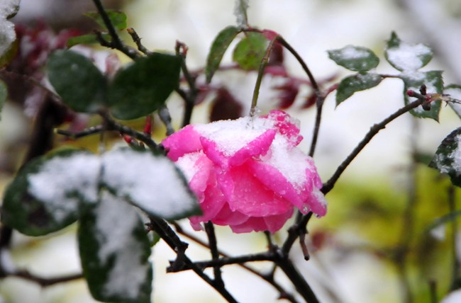 Đào rừng Sa Pa “ngậm tuyết”, khoe sắc trong cái lạnh -6 độ C - 10