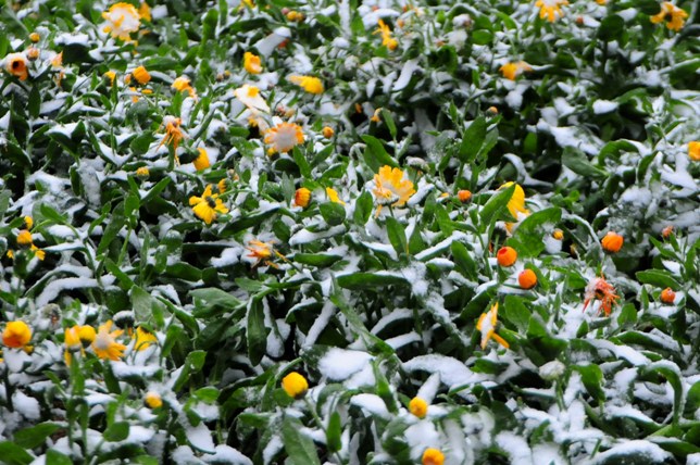 Đào rừng Sa Pa “ngậm tuyết”, khoe sắc trong cái lạnh -6 độ C - 11