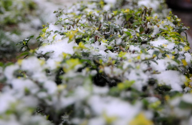 Đào rừng Sa Pa “ngậm tuyết”, khoe sắc trong cái lạnh -6 độ C - 12