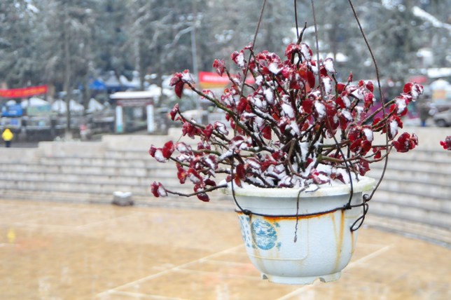 Đào rừng Sa Pa “ngậm tuyết”, khoe sắc trong cái lạnh -6 độ C - 13