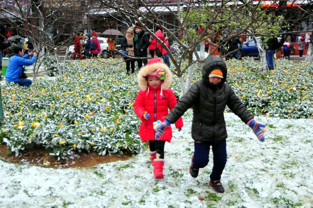 Đào rừng Sa Pa “ngậm tuyết”, khoe sắc trong cái lạnh -6 độ C - 15