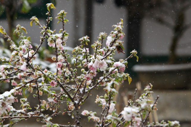 Đào rừng Sa Pa “ngậm tuyết”, khoe sắc trong cái lạnh -6 độ C - 3