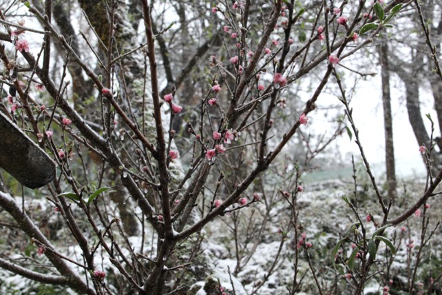 Đào rừng Sa Pa “ngậm tuyết”, khoe sắc trong cái lạnh -6 độ C - 4