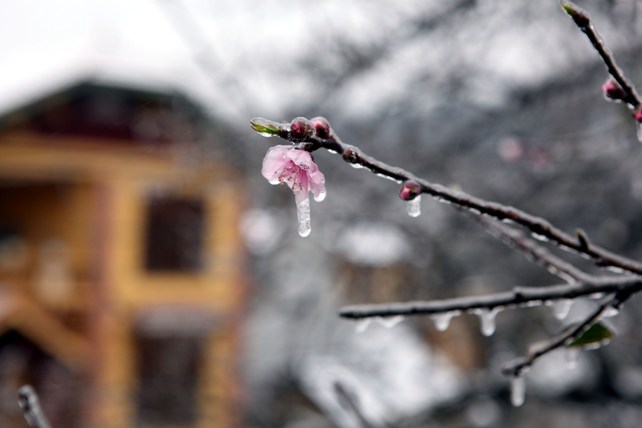 Đào rừng Sa Pa “ngậm tuyết”, khoe sắc trong cái lạnh -6 độ C - 5