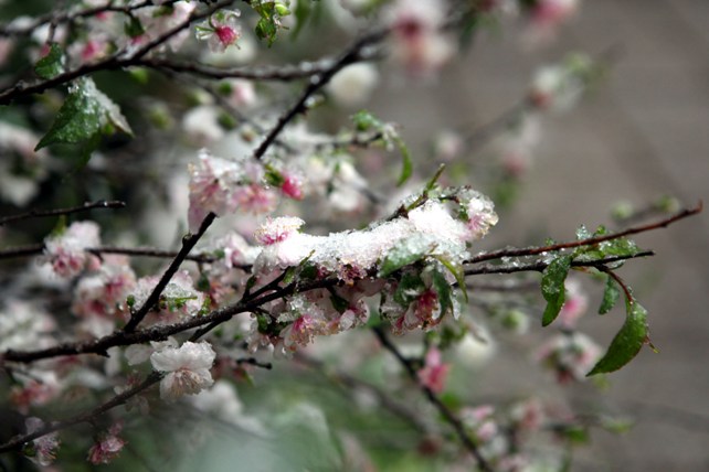 Đào rừng Sa Pa “ngậm tuyết”, khoe sắc trong cái lạnh -6 độ C - 6