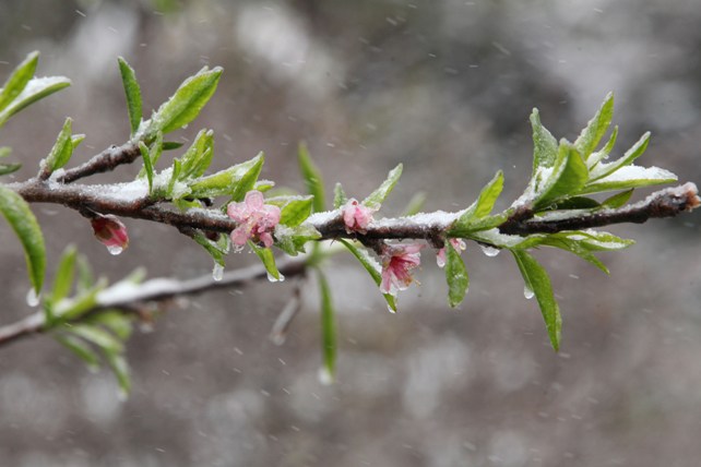 Đào rừng Sa Pa “ngậm tuyết”, khoe sắc trong cái lạnh -6 độ C - 7
