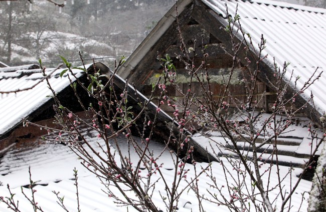 Đào rừng Sa Pa “ngậm tuyết”, khoe sắc trong cái lạnh -6 độ C - 8