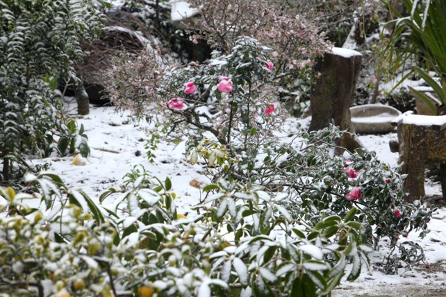 Đào rừng Sa Pa “ngậm tuyết”, khoe sắc trong cái lạnh -6 độ C - 9