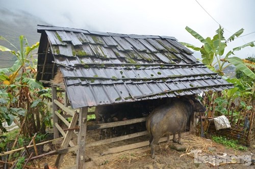 Ảnh: Buốt lòng cảnh người dân Sapa khổ sở chống rét - 2