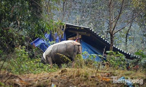 Ảnh: Buốt lòng cảnh người dân Sapa khổ sở chống rét - 3