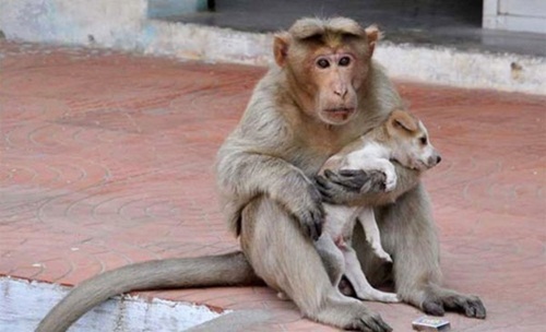 Cảm động chú khỉ cưu mang chó như con - 1
