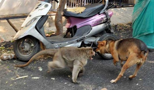 Cảm động chú khỉ cưu mang chó như con - 2