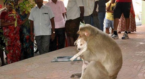 Cảm động chú khỉ cưu mang chó như con - 3